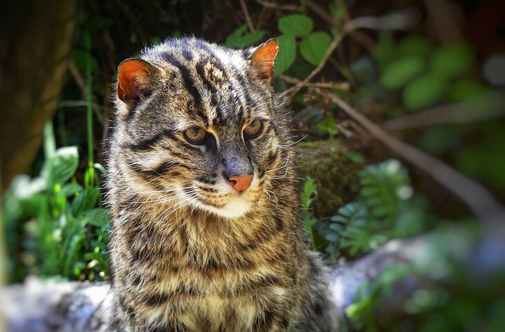 Fishing cat at Curraghs Wildlife Park