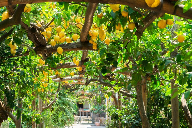 Lemons growing in Sorrento