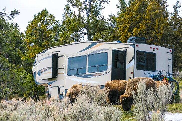 Bison in the Mammoth Campground, Yellowstone National Park