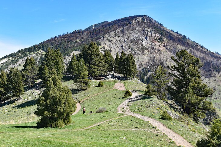 Trail on Drinking Horse Mountain in Bozeman, Montana