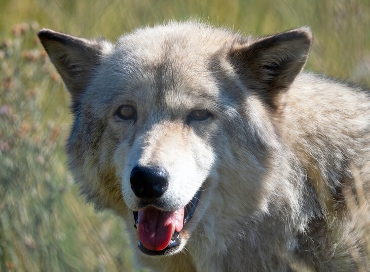 Wolf at the Yellowstone Wildlife Sanctuary