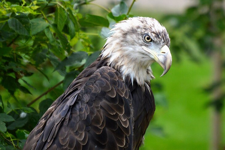 Bald eagle at the Dakota Zoo