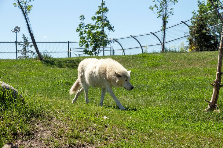 Wolf at the Red River Zoo