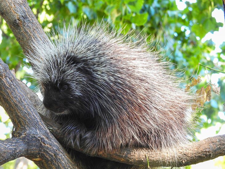Porcupine at the Dakota Zoo