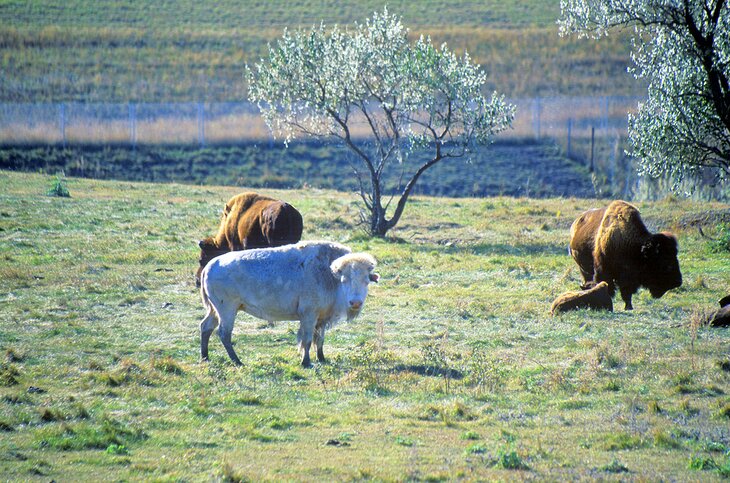 National Buffalo Museum