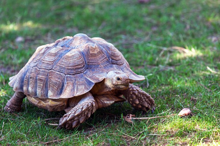 Giant tortoise at the Reptile Gardens