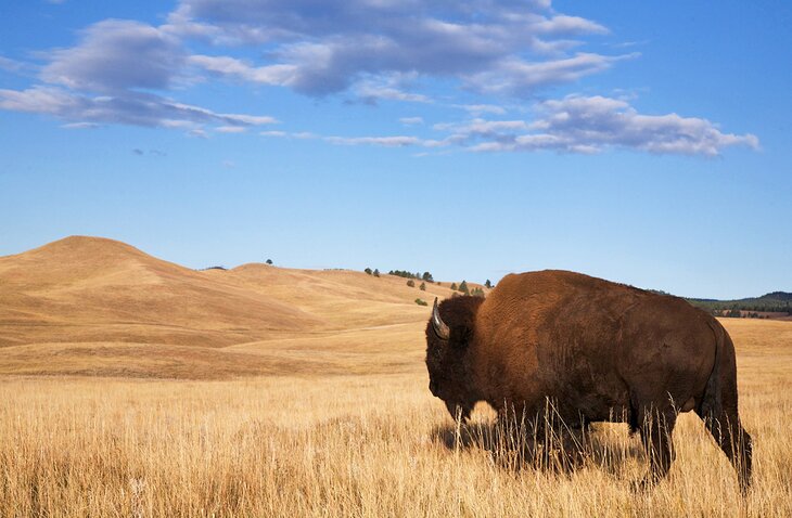 Bison in Custer State Park, South Dakota