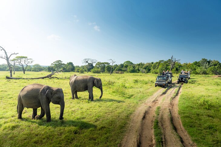 Udawalawe National Park