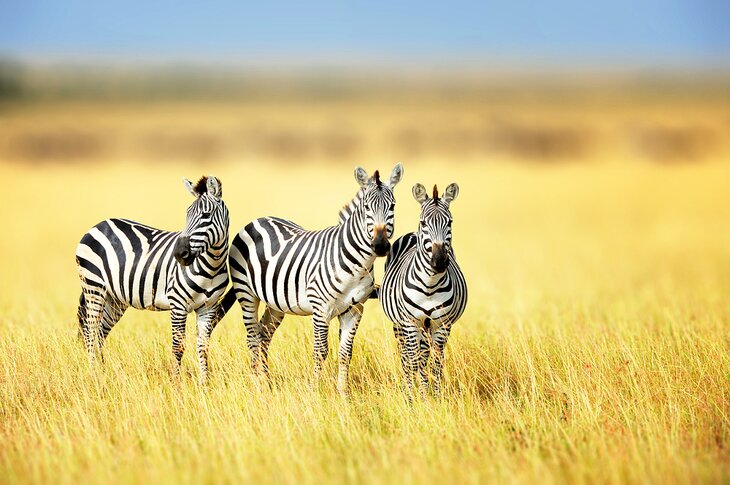 Zebras in Africa