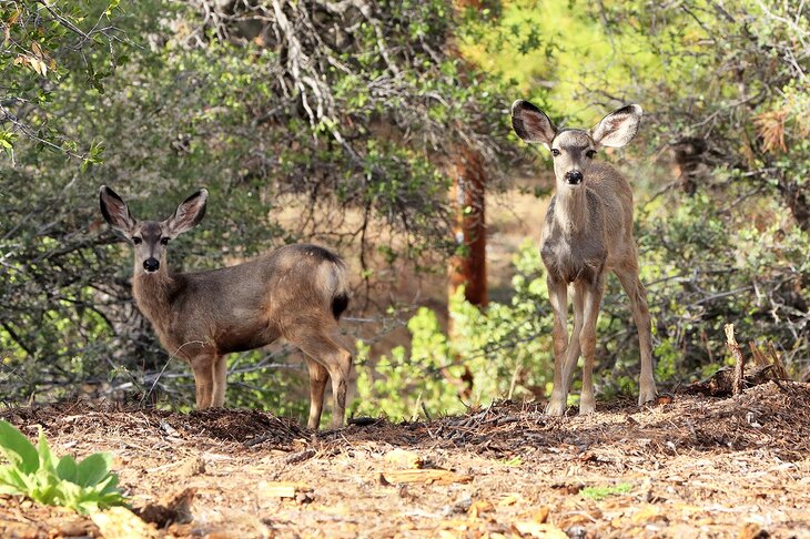 Mule deer in the Bradshaw Mountains