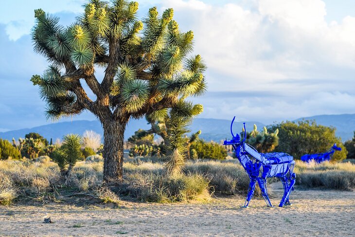 Prime Desert Woodland Preserve