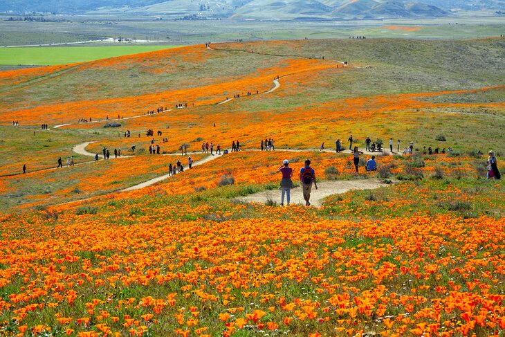 Tourists walking through the Antelope Valley California Poppy Reserve
