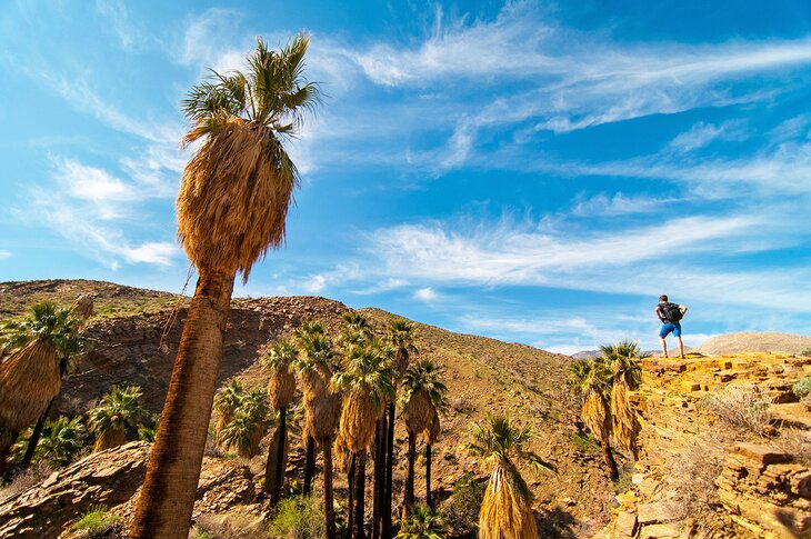 Hiker in Palm Springs Indian Canyons