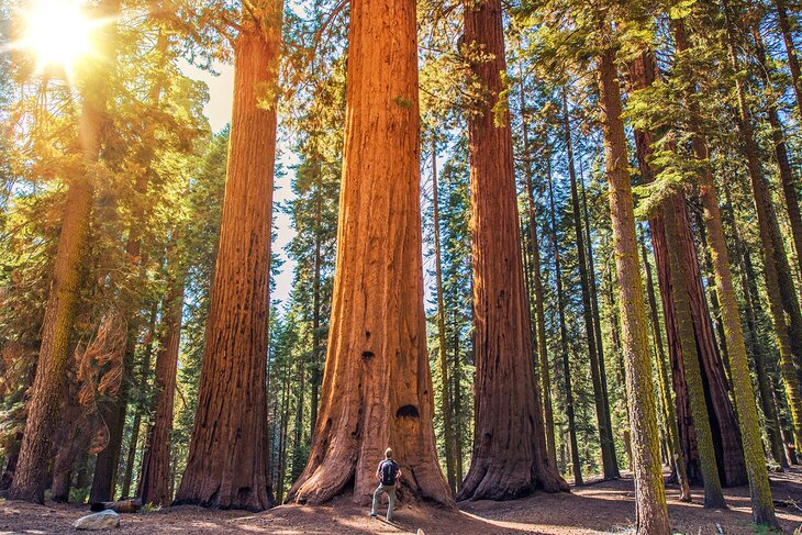 Sequoia National Park