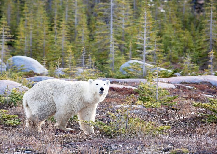 Polar bear in Churchill