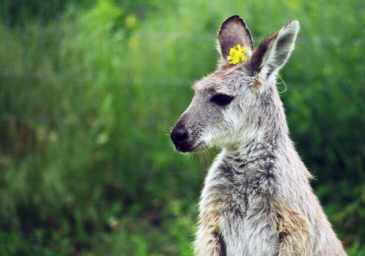 Kangaroo Creek Farm