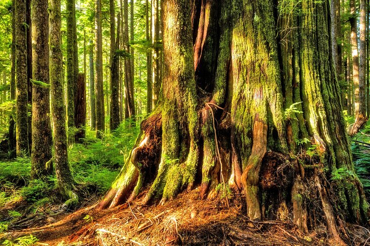 Western red cedars in Eden Grove, Port Renfrew