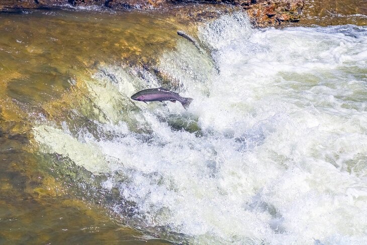 Salmon migrating in Port Hope