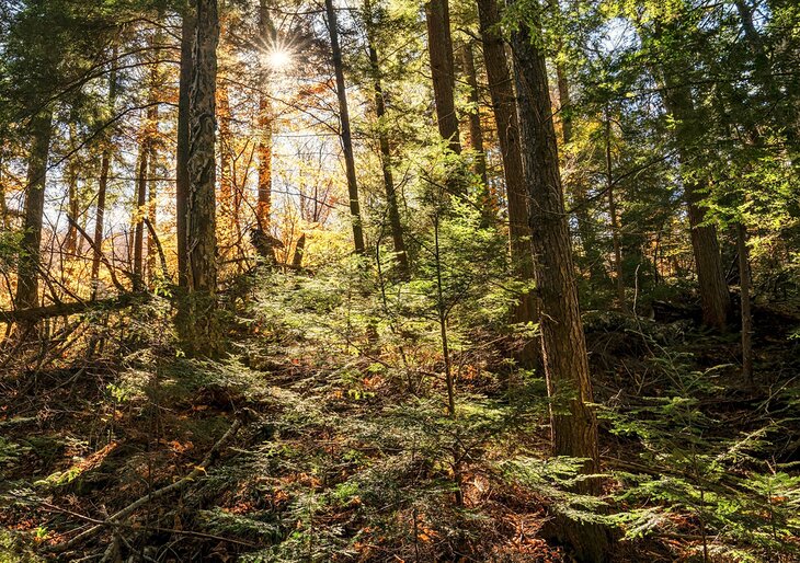 Limberlost Forest and Wildlife Preserve