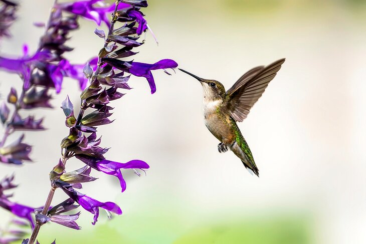 Hummingbird in the Riverwood Conservancy