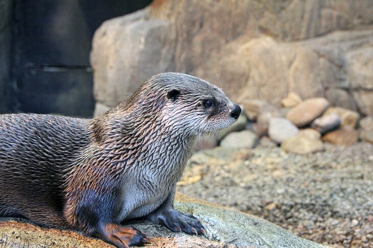 River otter at the Montreal Biodome