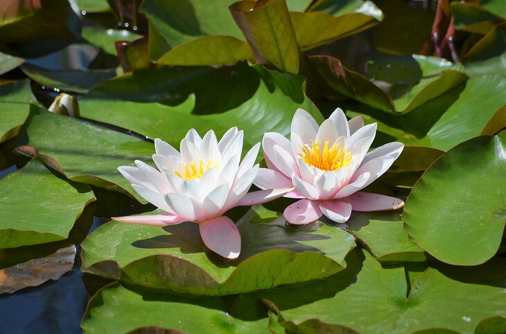 Water lilies at the Western Colorado Botanical Gardens