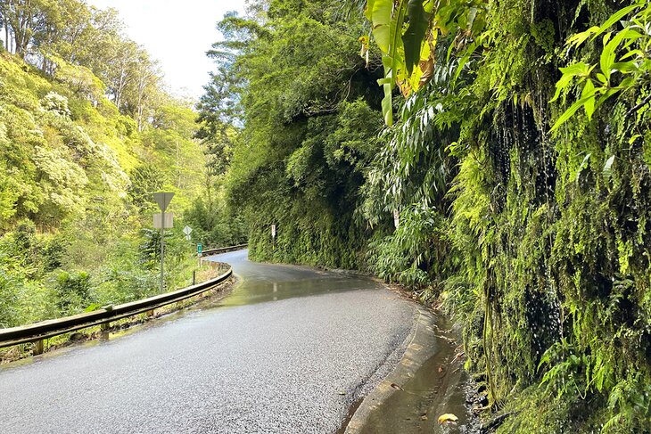 Lush vegetation on the Hana Road