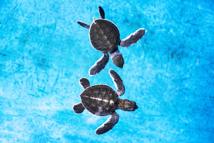 Baby turtles at the Maui Ocean Center