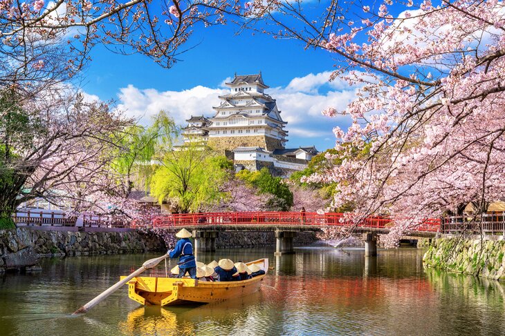 Cherry blossoms in front of Himeji Castle
