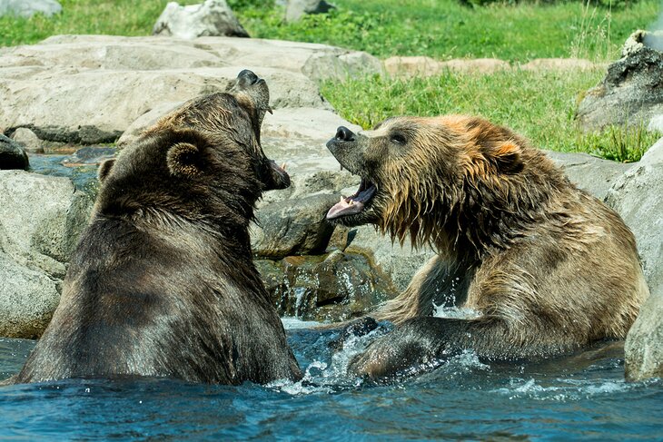 Grizzly bears at the Minnesota Zoo