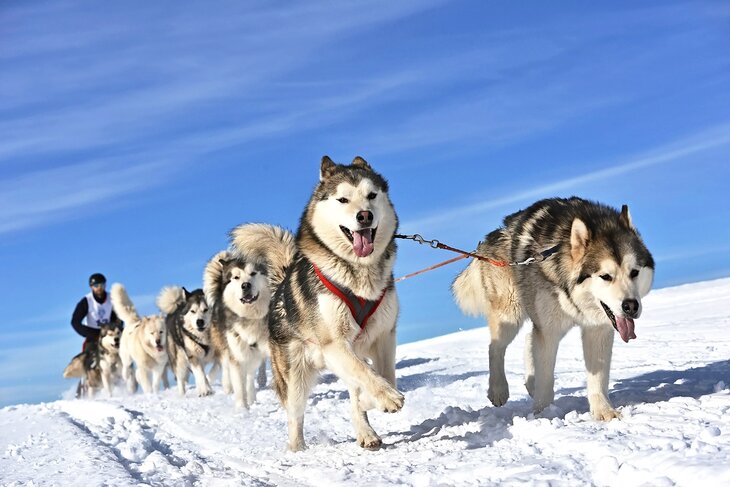 Dogsledding