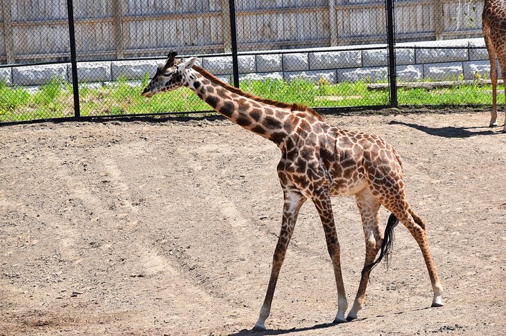 Giraffe at the Seneca Park Zoo