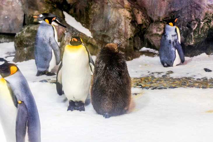 Antarctic Encounter gallery at SEA LIFE Kelly Tarlton's Aquarium