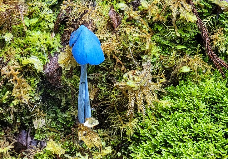 Bluegill mushrooms on Lake Matheson hiking trail