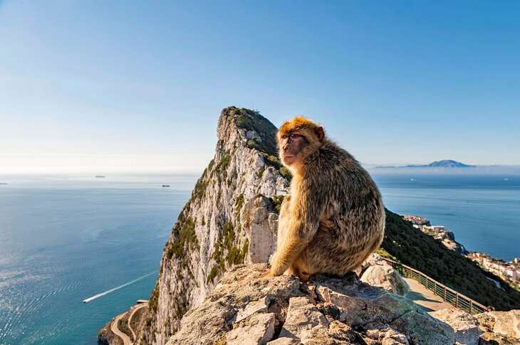 Monkey on the Rock of Gibraltar, United Kingdom