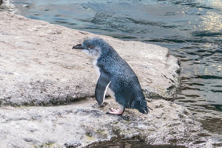 Little blue penguin at the International Antarctic Centre