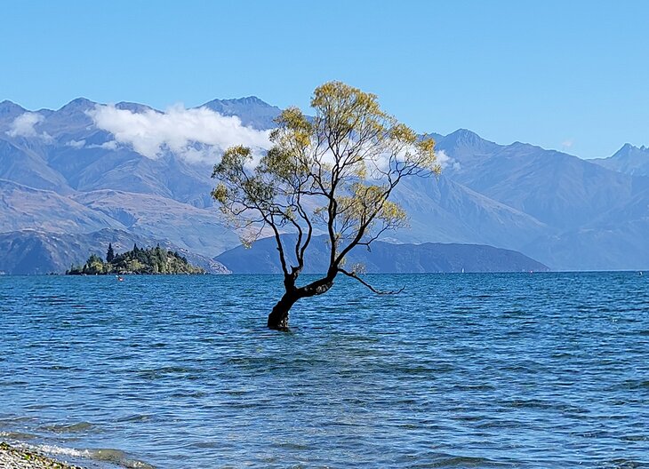 Famous tree in Wanaka