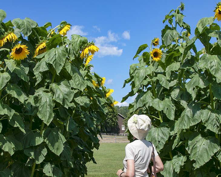 Author Barbara Radcliffe Rogers at the Sunflower House