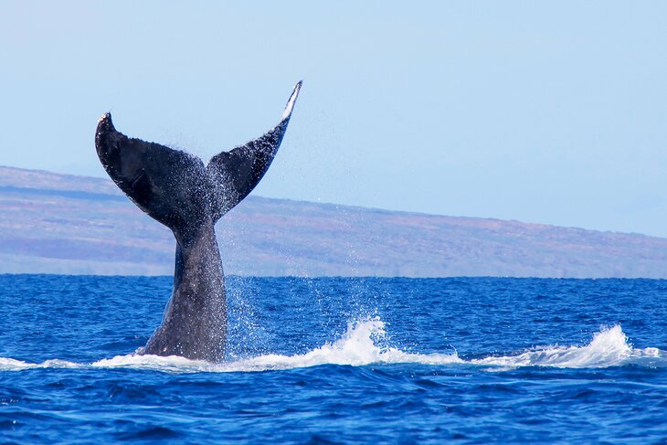 A humpback whale tail, Maui
