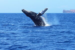 Whale Watching on an Outrigger Tour in Maui