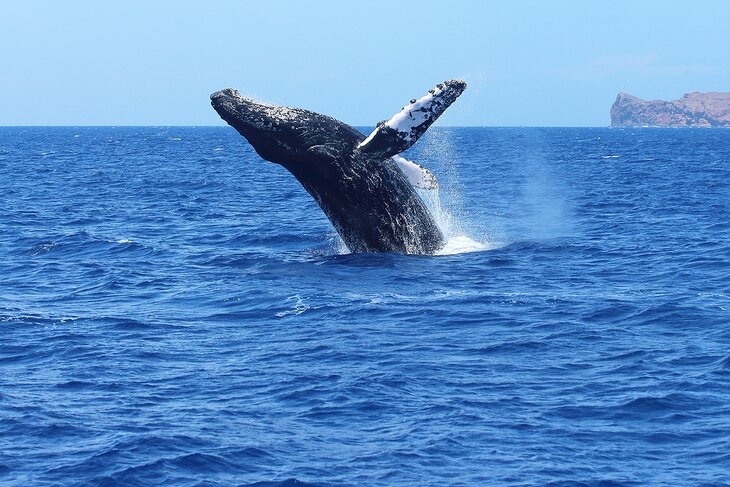 A humpback whale breaching in Maui