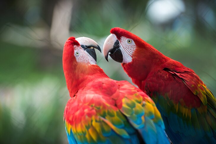 Scarlet Macaws at the Parc Phoenix