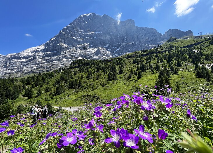 Panorama Trail