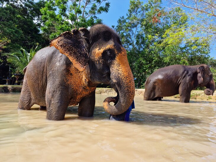 Elephants at the Green Elephant Sanctuary Park 