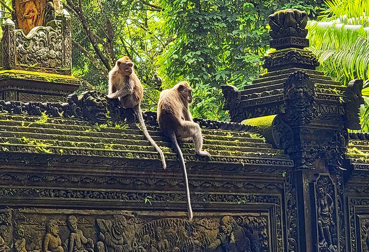 Monkey Forest in Ubud