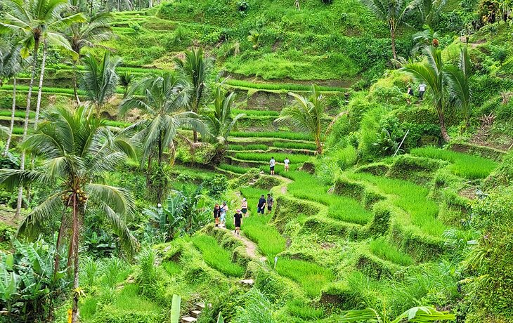 Tegalalang rice terraces near Ubud