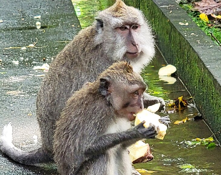 Monkeys at the Monkey Forest in Ubud