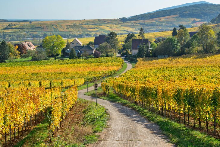 Autumn in Mittelbergheim,, Alsace