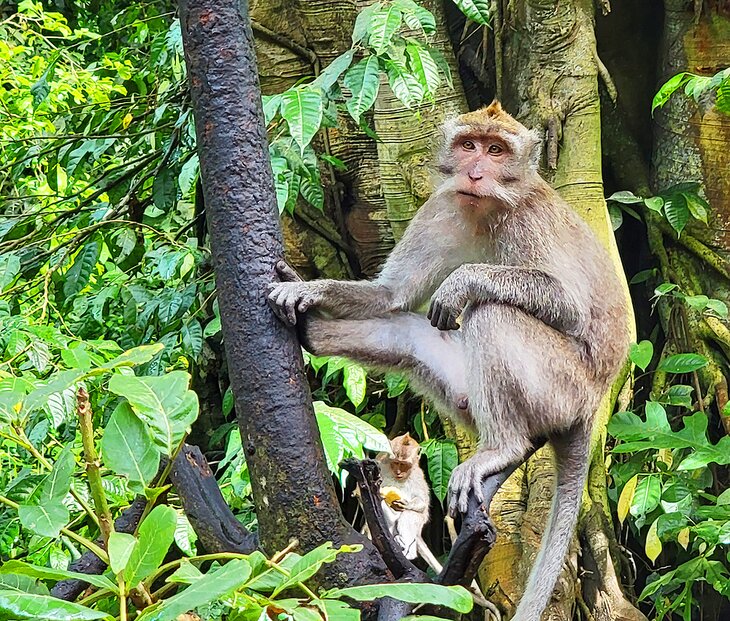 The Monkey Forest in Ubud