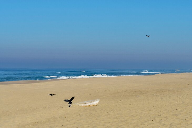 Horsfall Beach